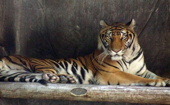 Sri Racha Tiger Zoo